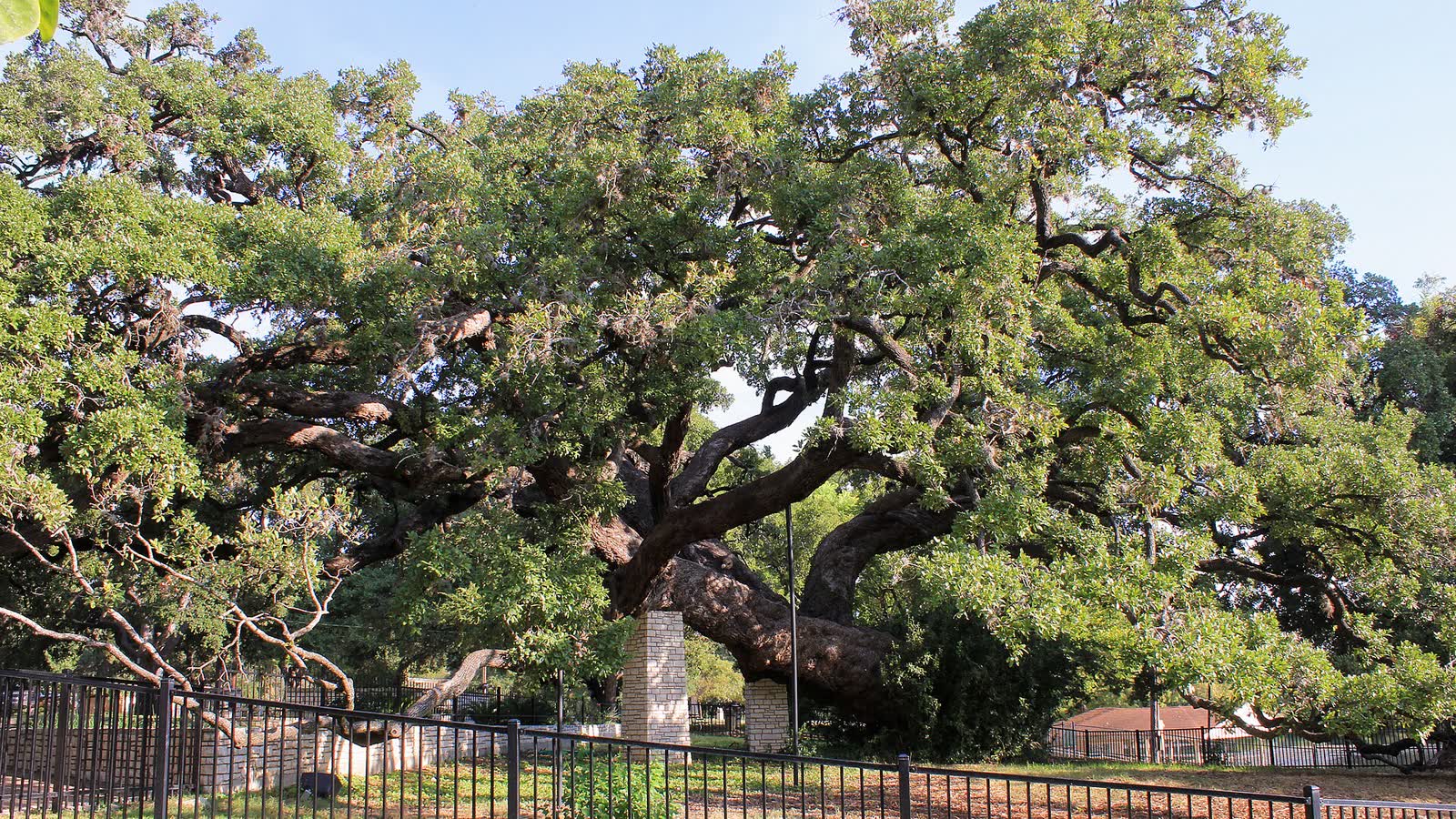 An old live oak spreading its limbs over a park lawn